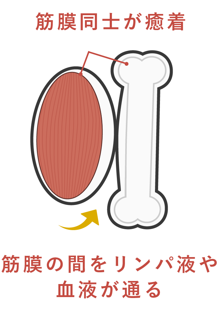 サロンドアヤ 筋膜セラピー癒着した状態